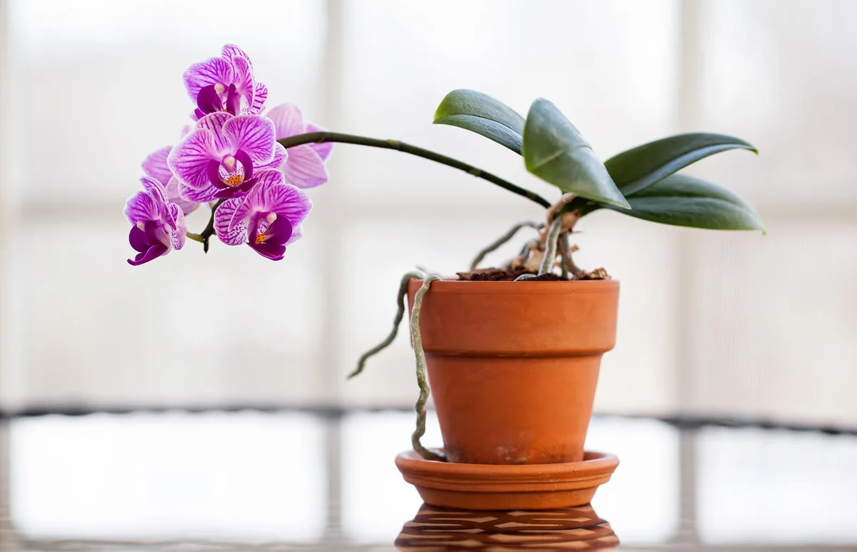Orchids growing in plant