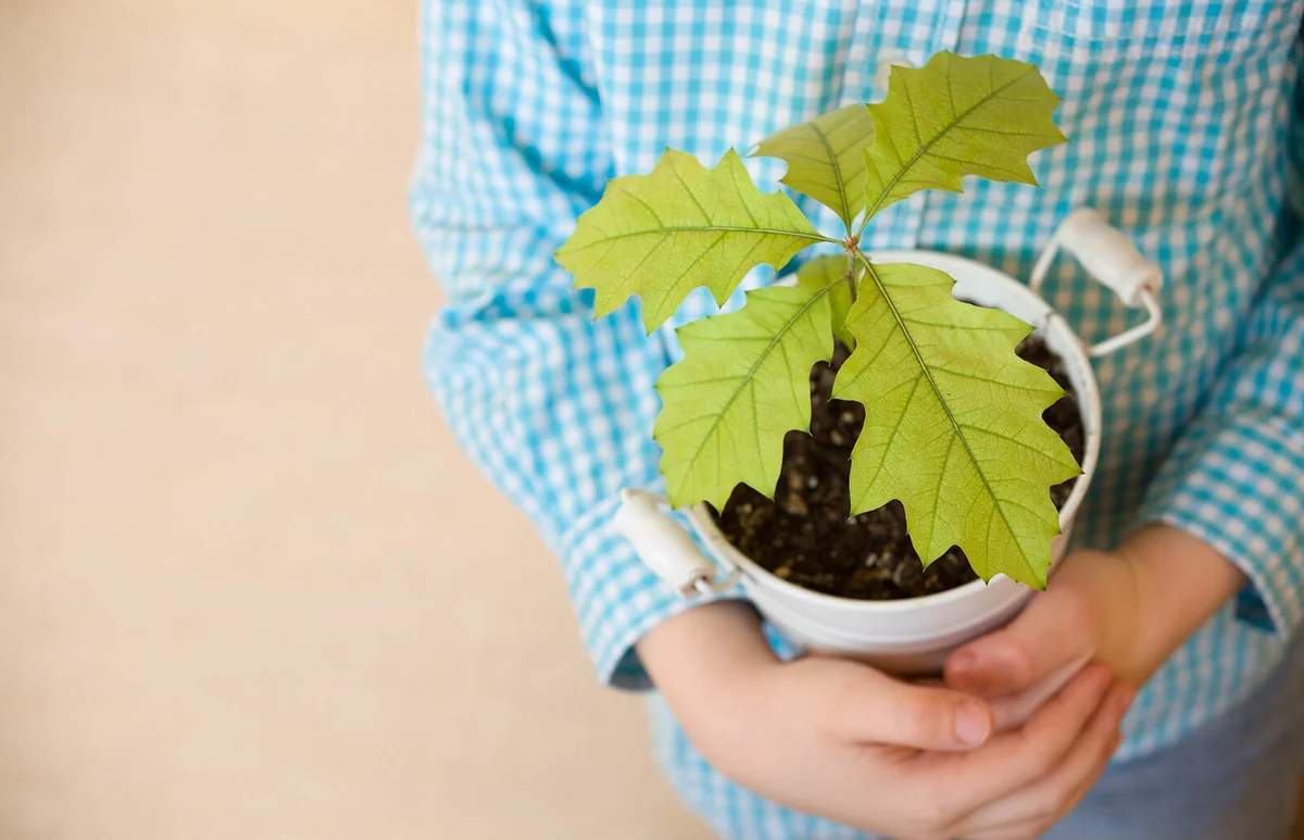 Sprout a young oak tree in a child hands