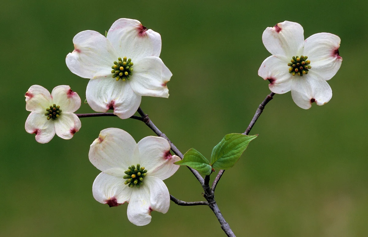 Flowering Dogwood