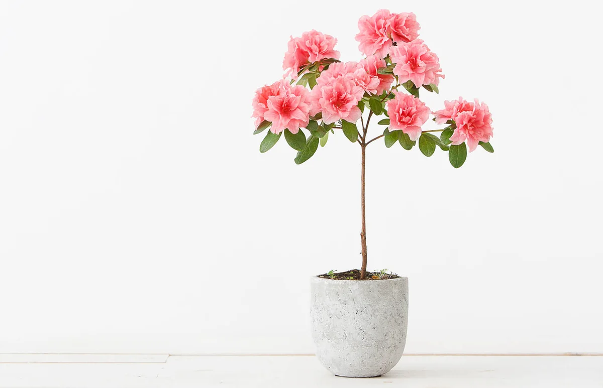 Pink azalea flower in a concrete pot