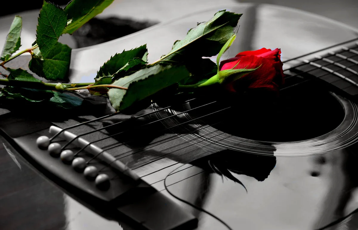 red rose placed on the strings of a guitar