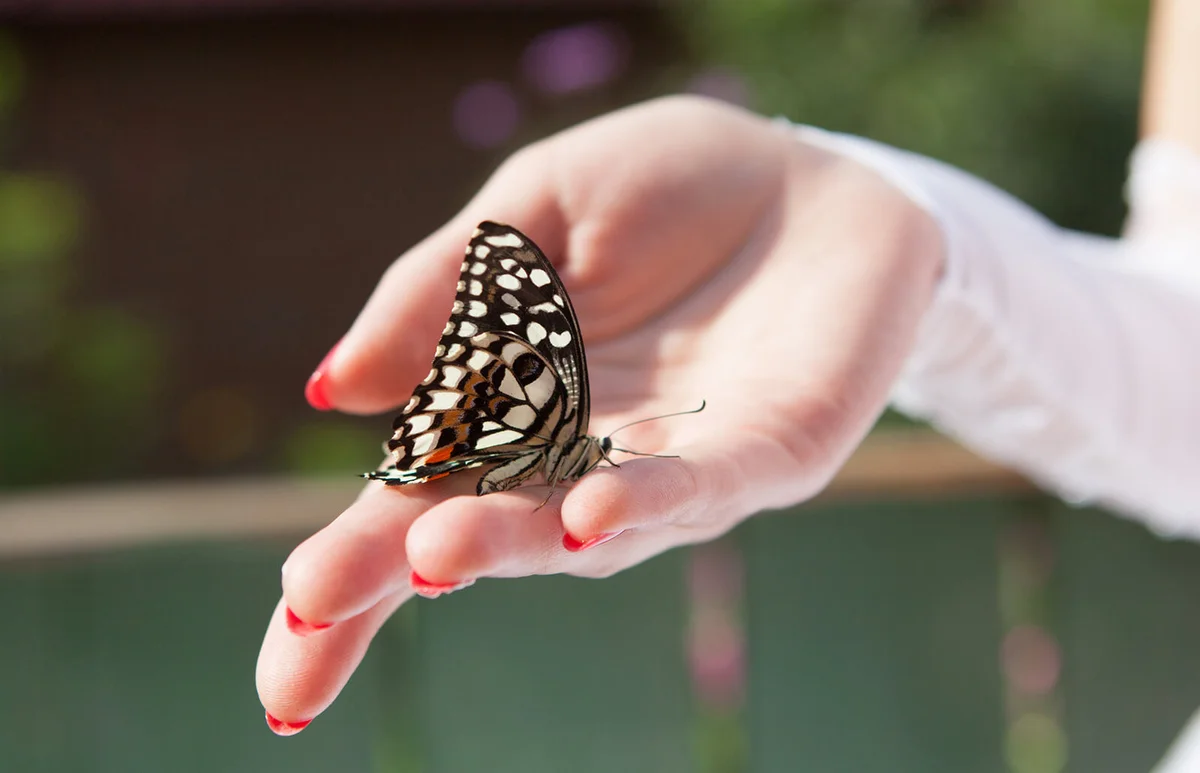 Hand of a bride with a butterfly