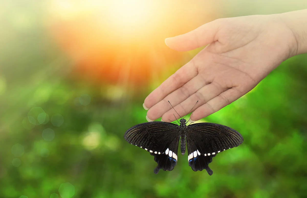 Butterfly perching on woman hand during a sunny day