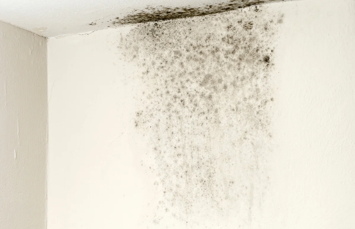 Mold on ceiling
