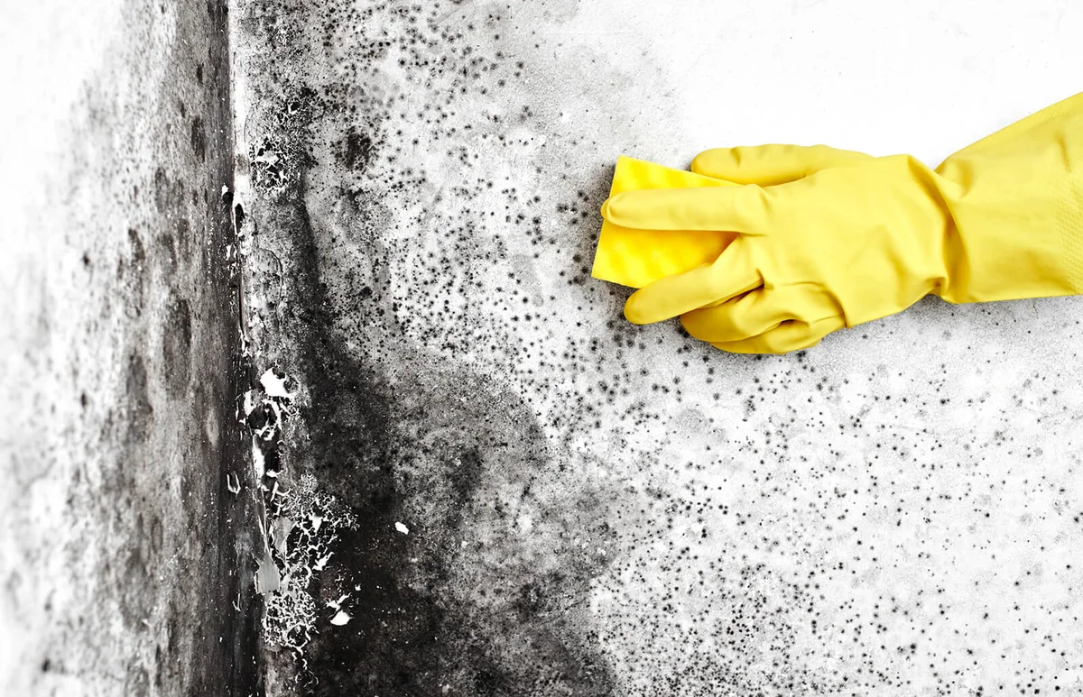 hand in a yellow glove removes the black mold from the wall