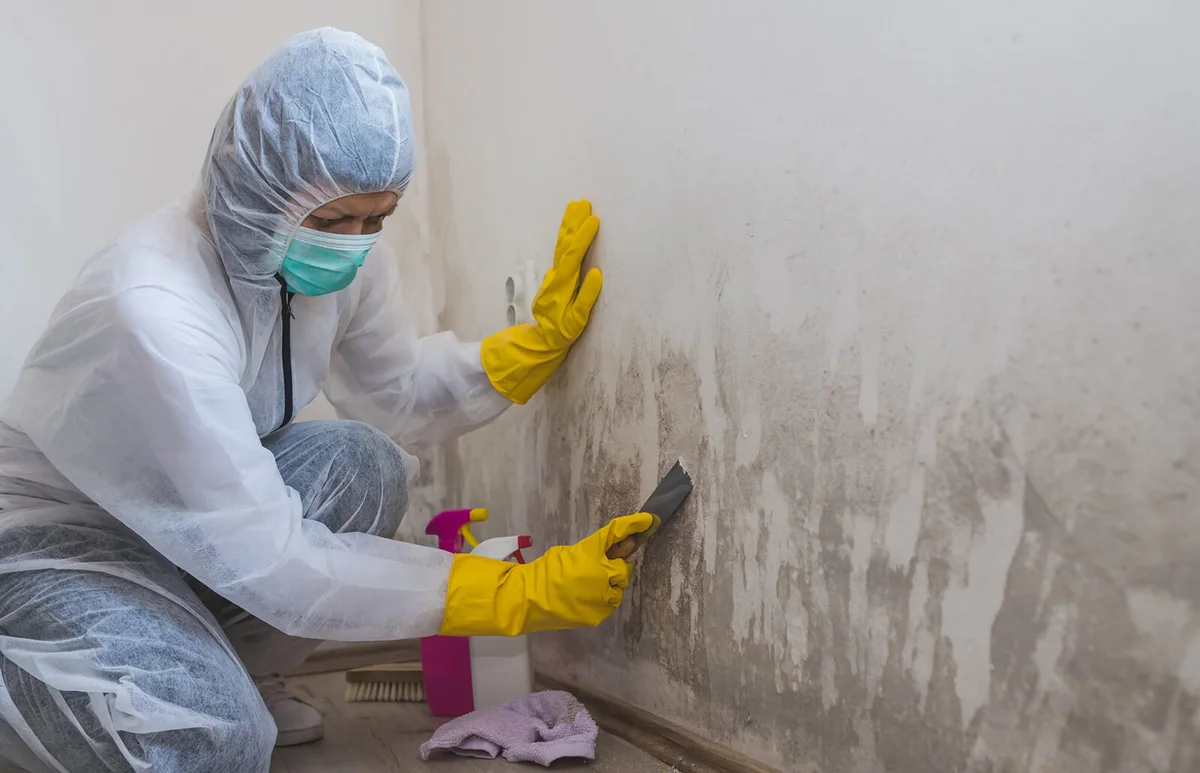 removes mold from wall using spray bottle