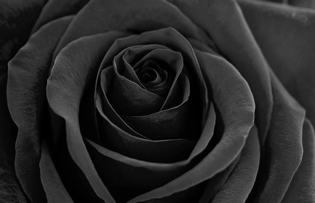 Black rose