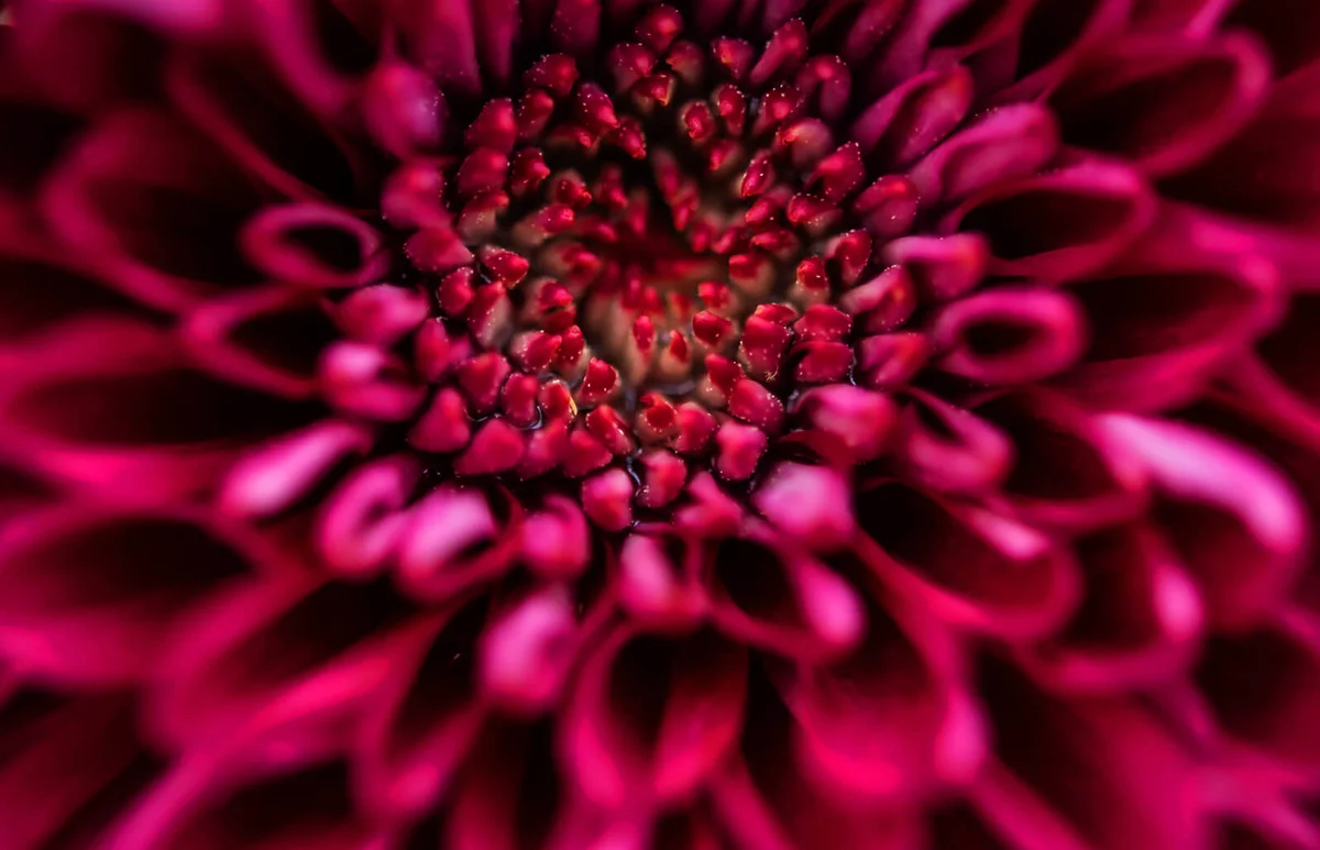 Chrysanthemum flower