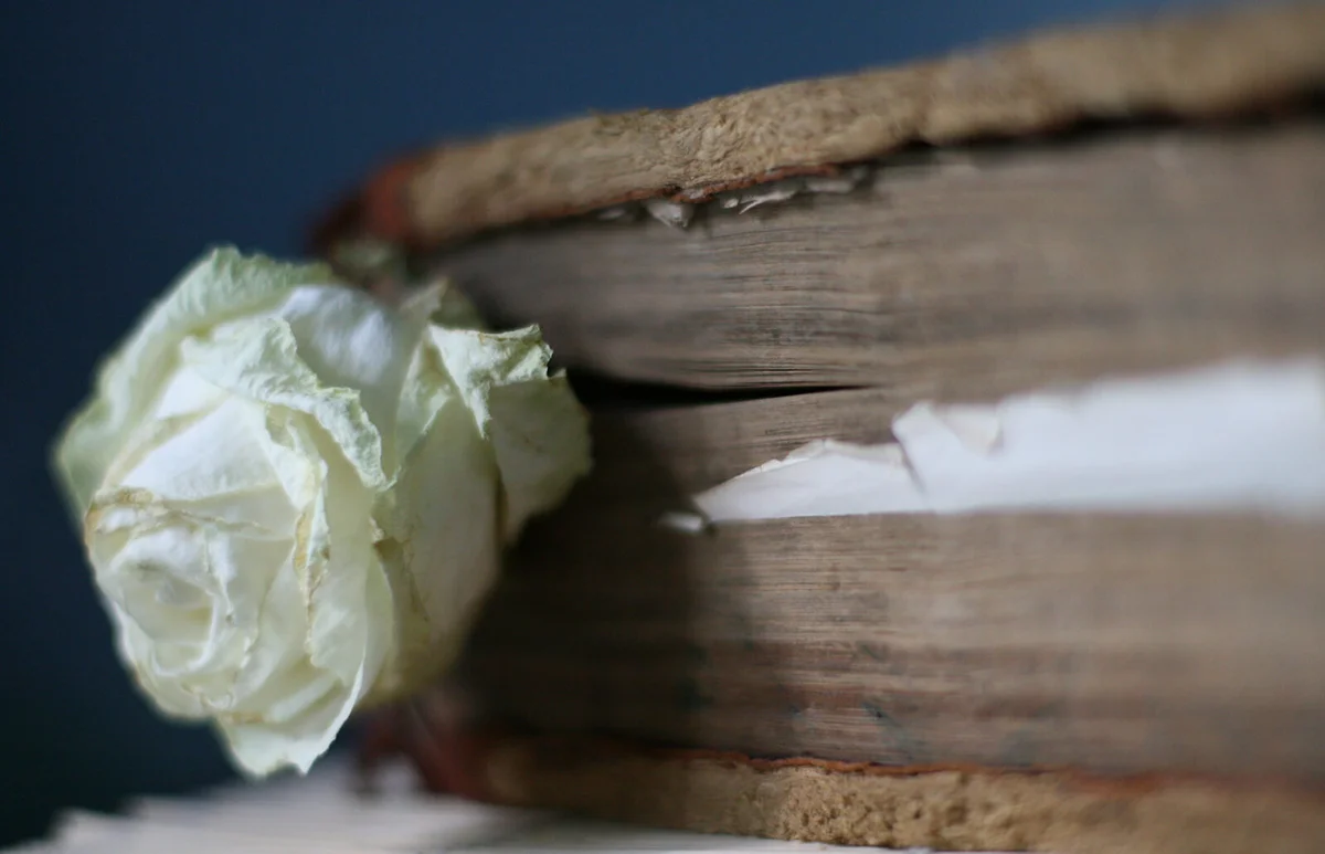 Old flower in an old book