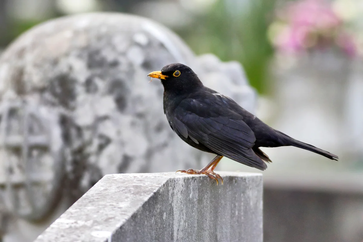 European blackbird Turdus merula on gravestone