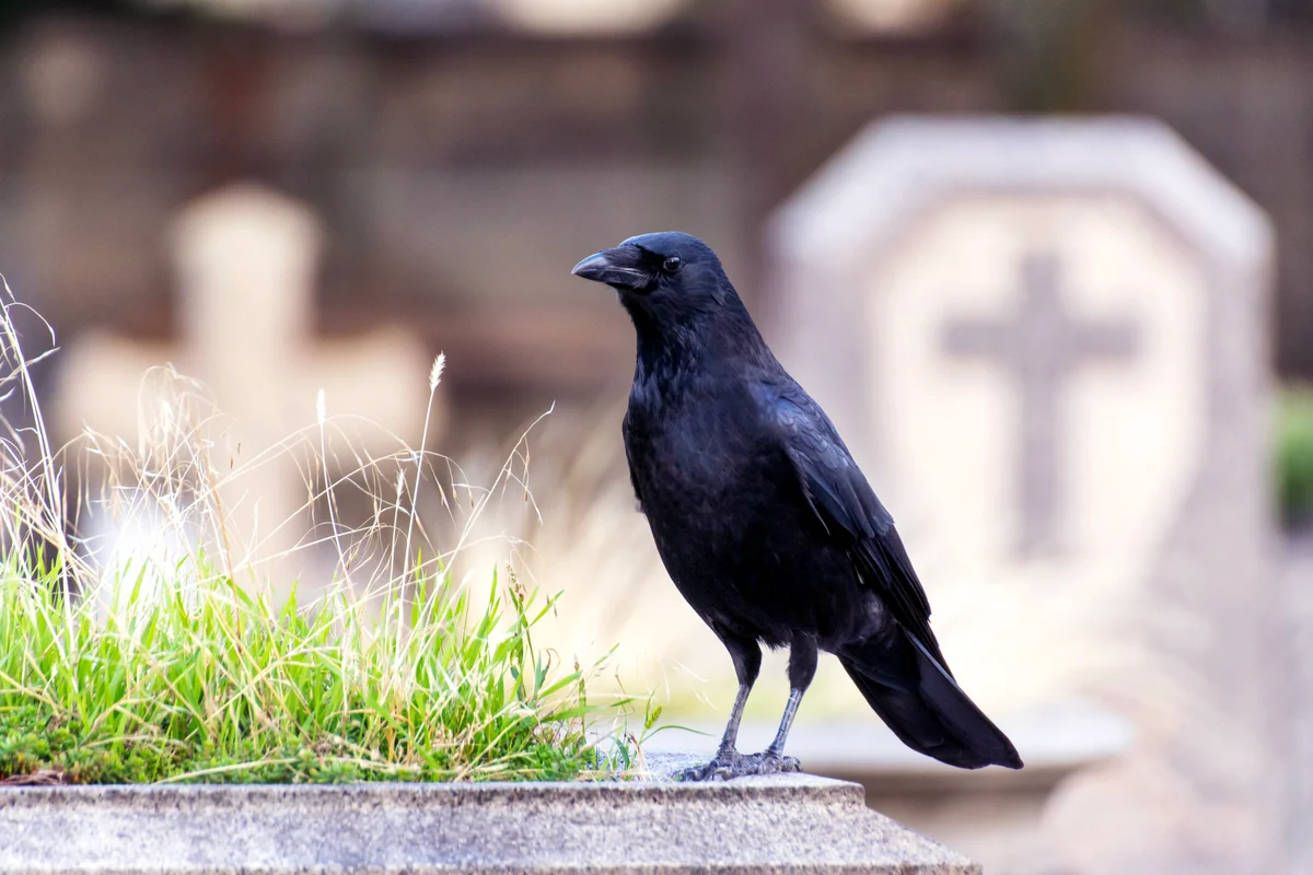 Raven in a cemetery