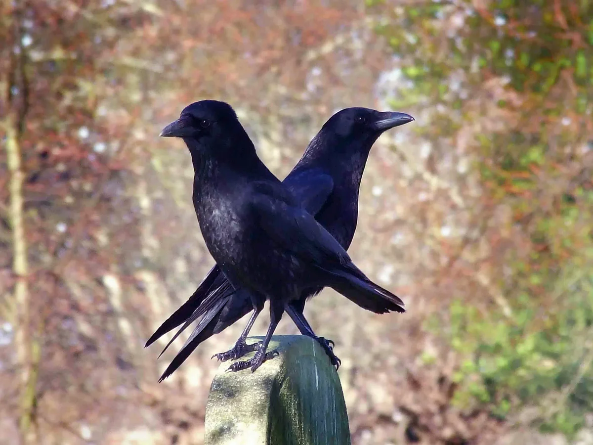 Crows Perching On Tombstone In Cemetery
