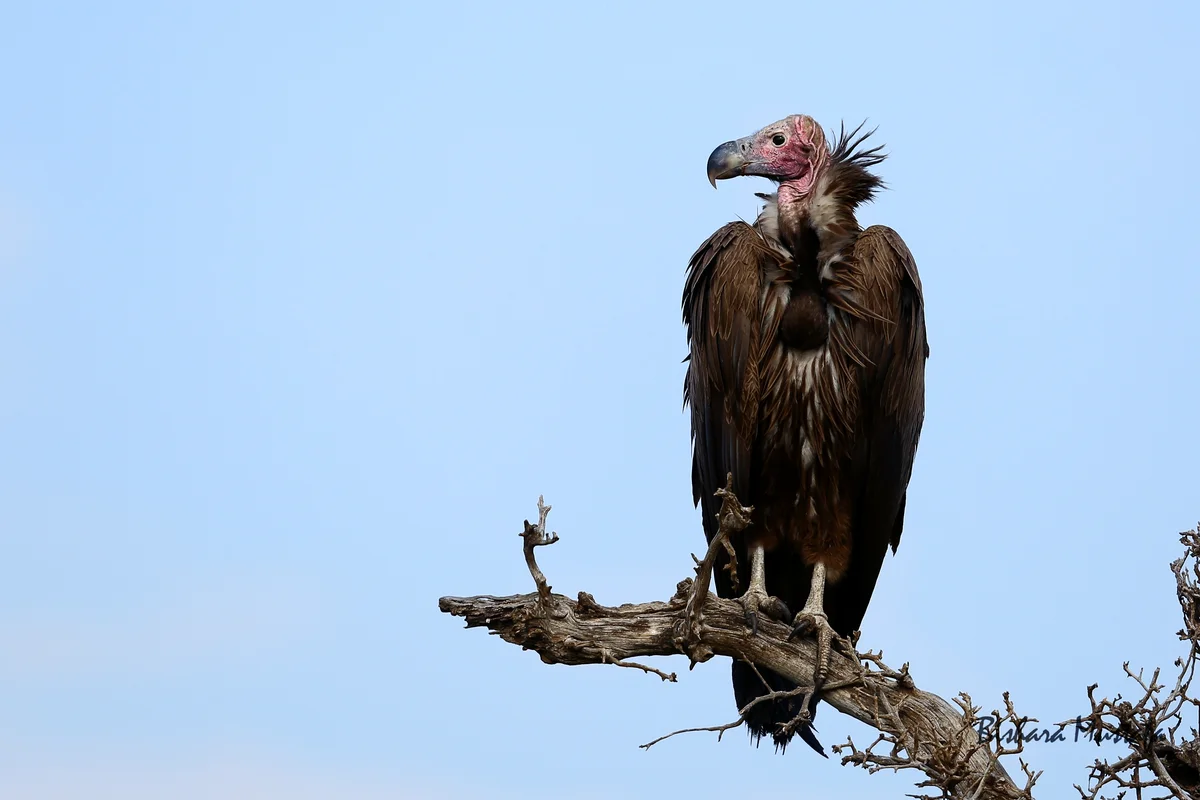 Buzzard Perching On Tree Against Clear Sky
