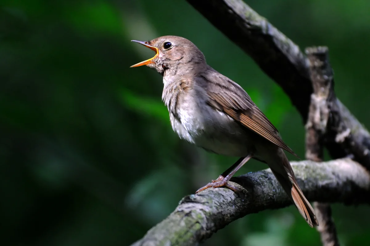 Singing nightingale in dark forest