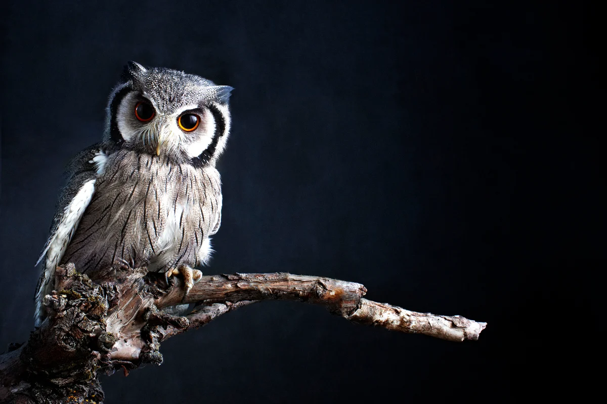 Owl sitting on a branch