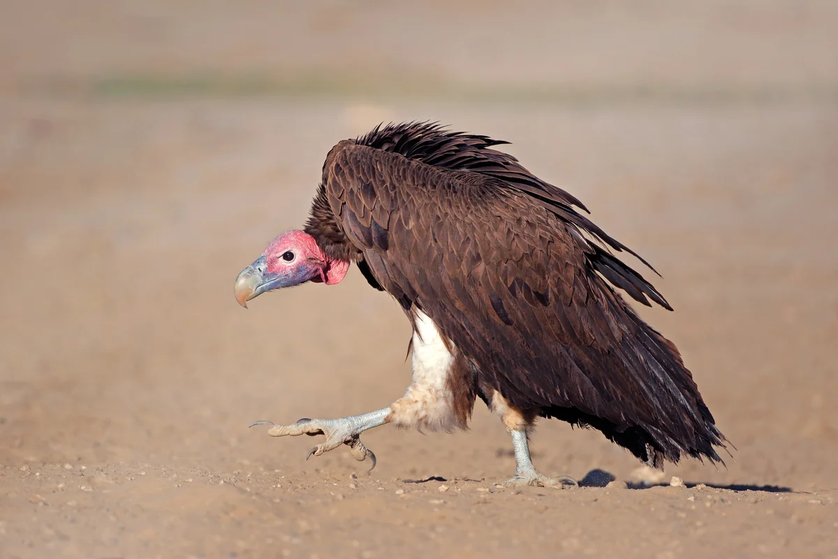 Lappet-faced vulture