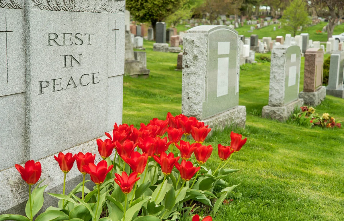 Headstones in a cemetary with red tulips