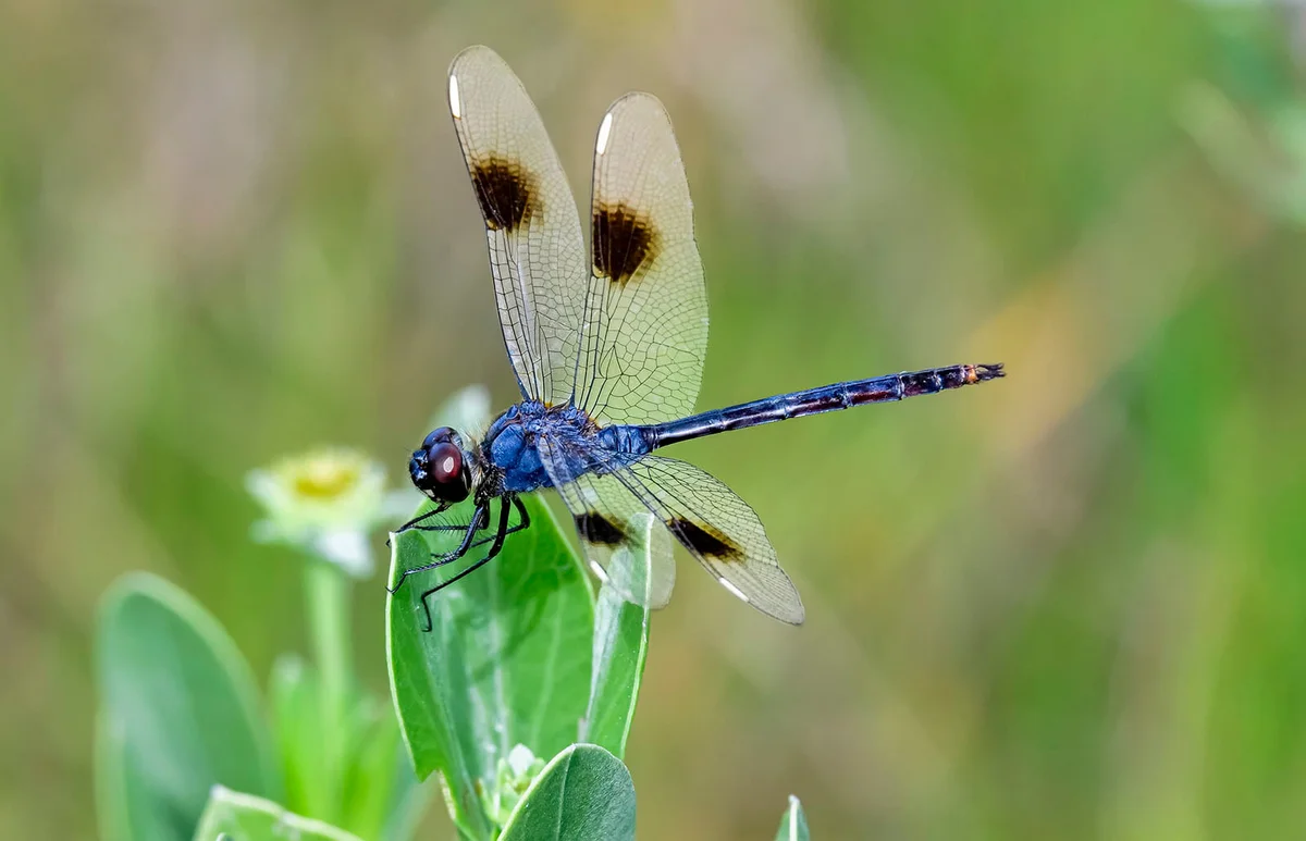 Dragonfly outdoors