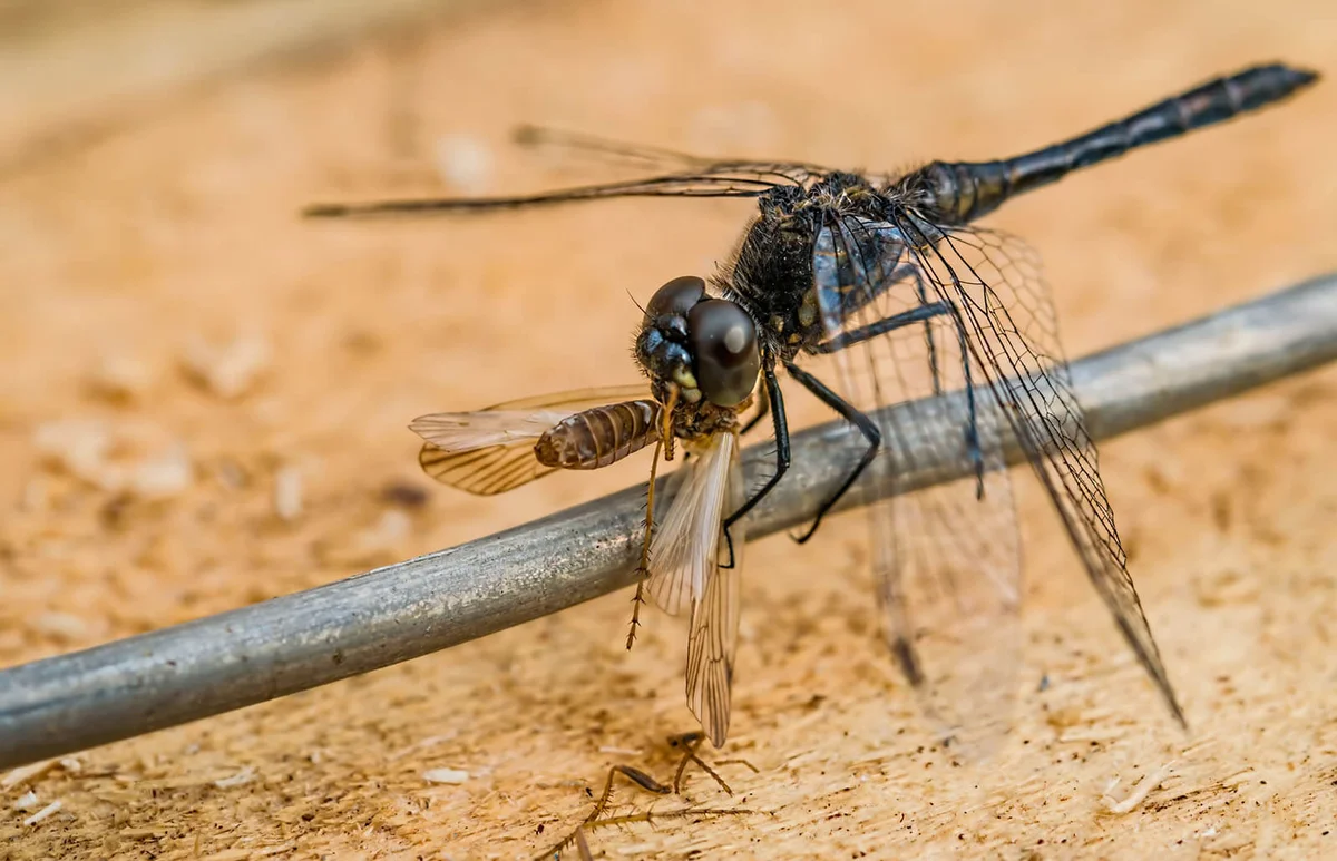 Predatory insect black dragonfly sits on a piece of wire and eats a moth
