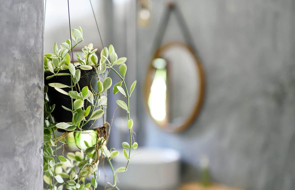 Hanging plants in a luxury concrete bathroom