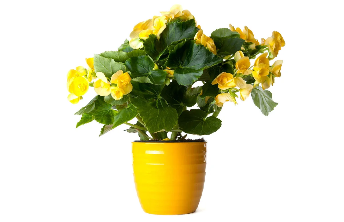 Yellow Begonia