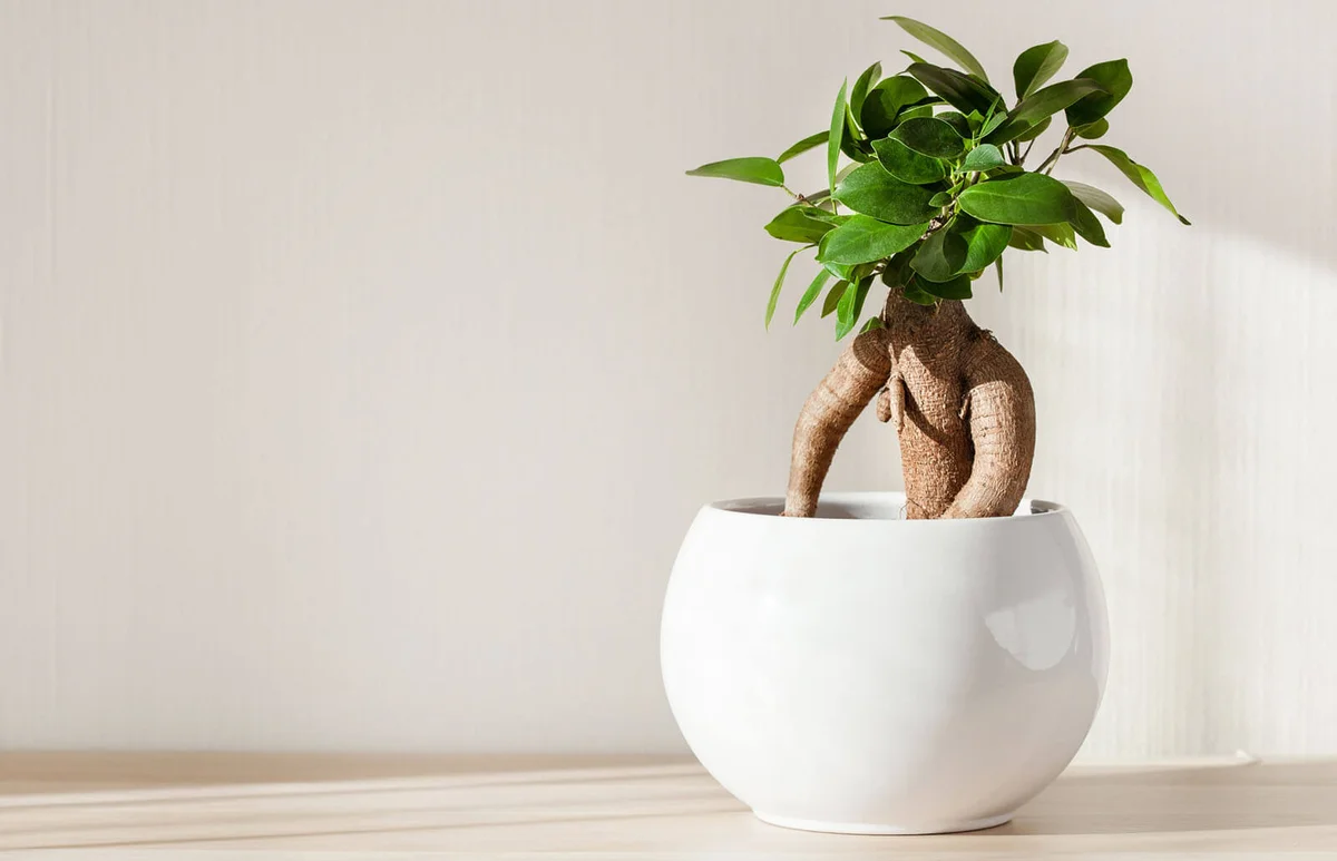 houseplant ficus microcarpa ginseng in white flowerpot