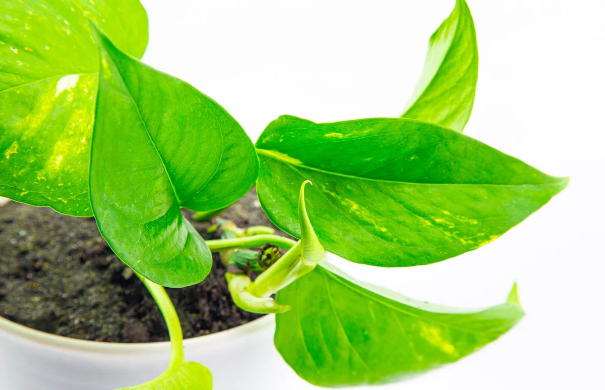 Golden pothos in a white pot