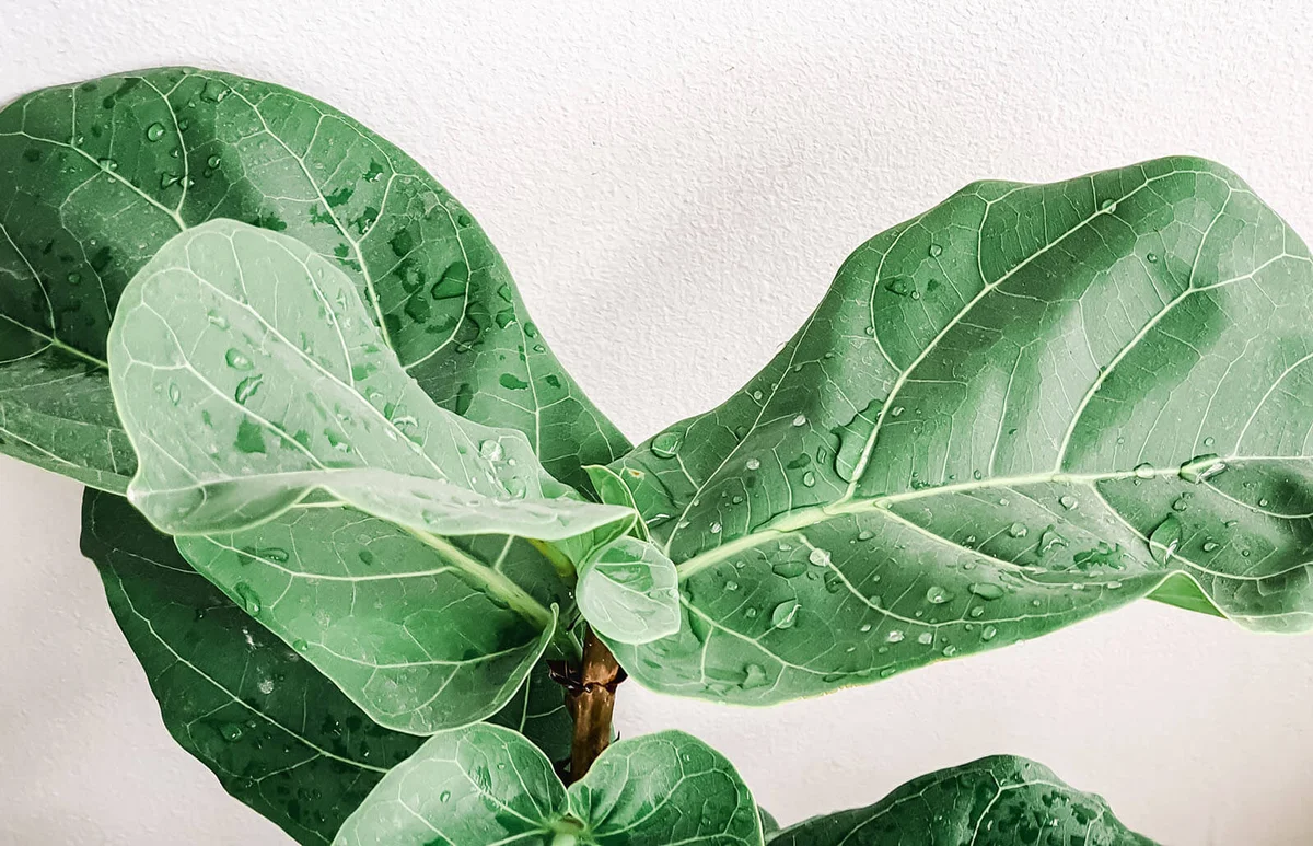 Fiddle Leaf Fig close up