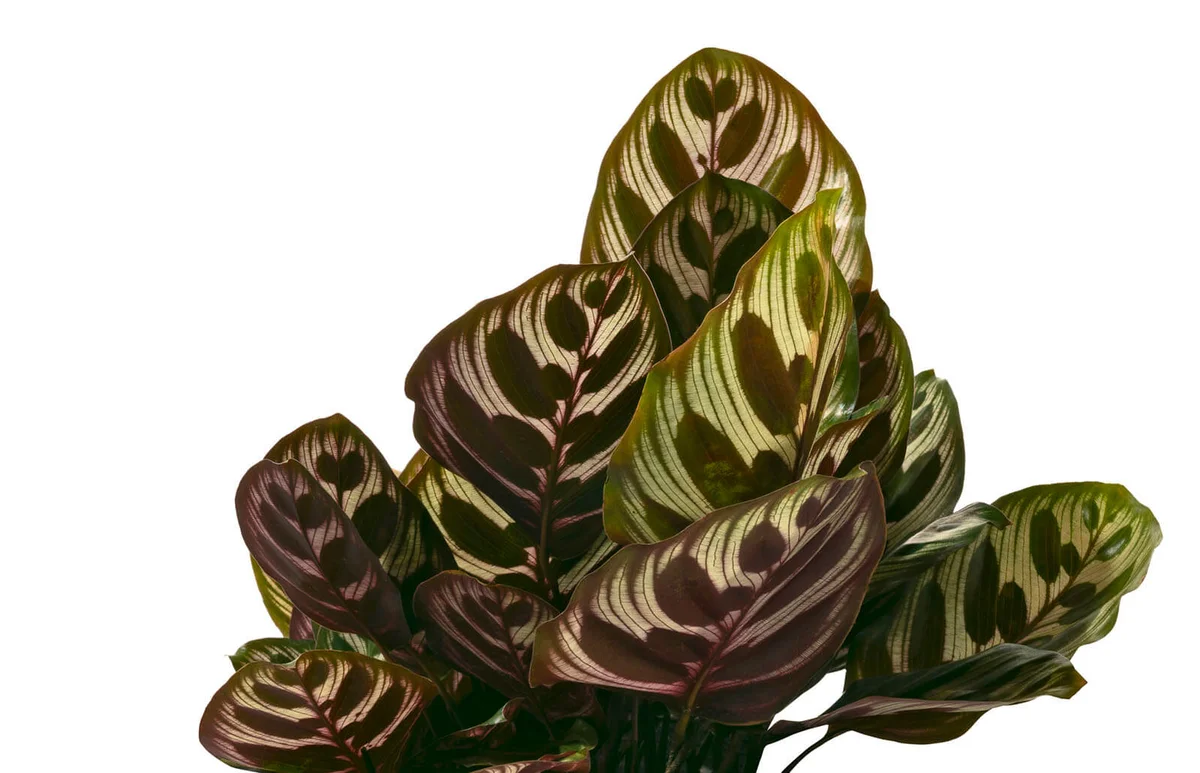 Calathea makoyana foliage, Peacock plant
