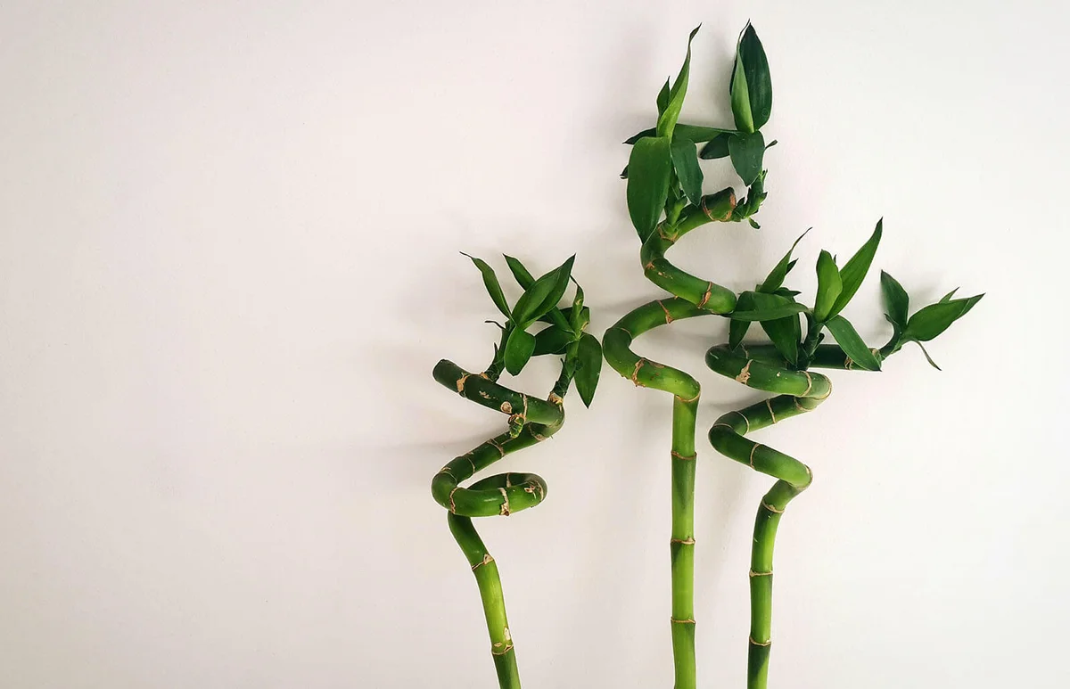 Close-Up Of Lucky Bamboo