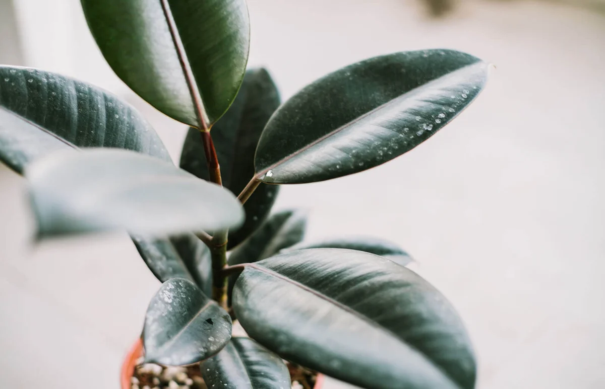 Beautiful Rubber plant in daylight