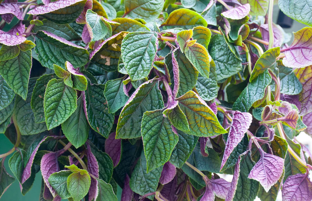 Swedish Ivy in a hanging basket