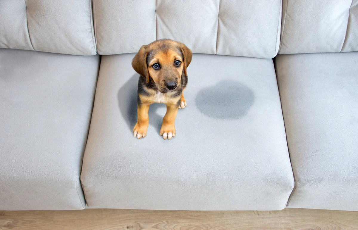 Cute puppy sitting near wet or piss spot on the sofa