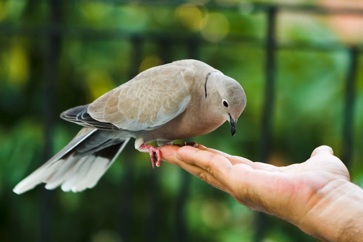 A Mourning Dove Comes to Visit