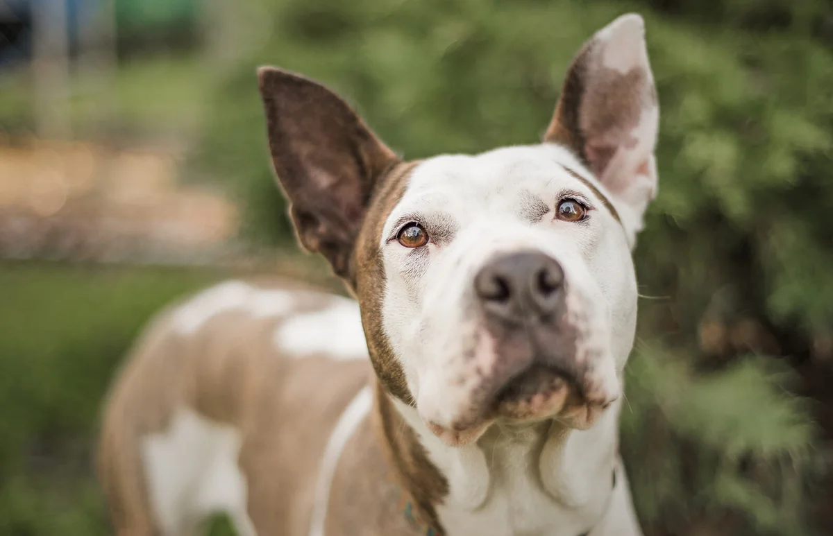 Pit Bull dog looking at the camera with perked ears