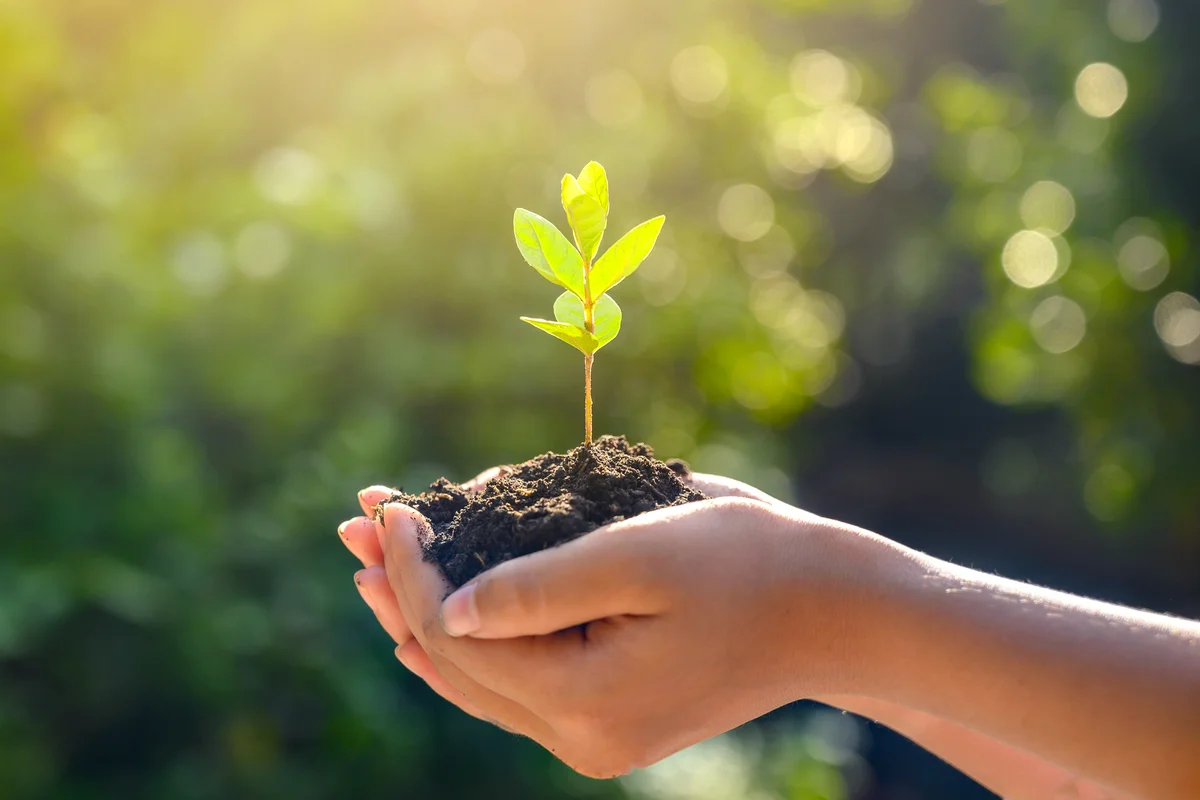 Hand holding tree on nature field grass