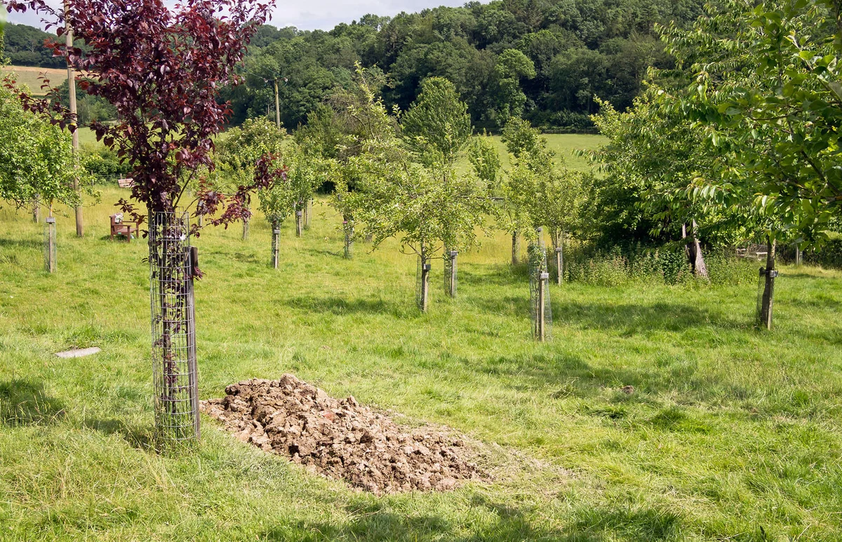 Natural environmentally friendly burial site in an orchard in the countryside | ID 25633760 © Denis Kelly | Dreamstime.com