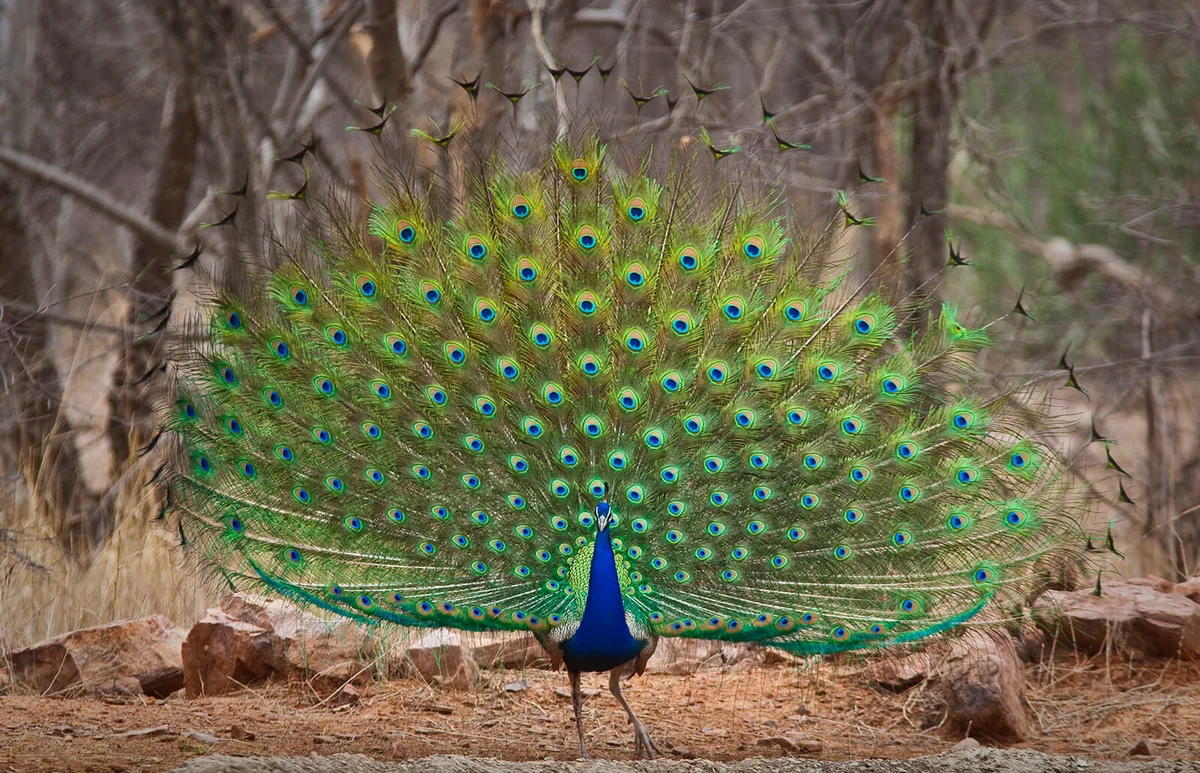 Peacock displaying tail feathers