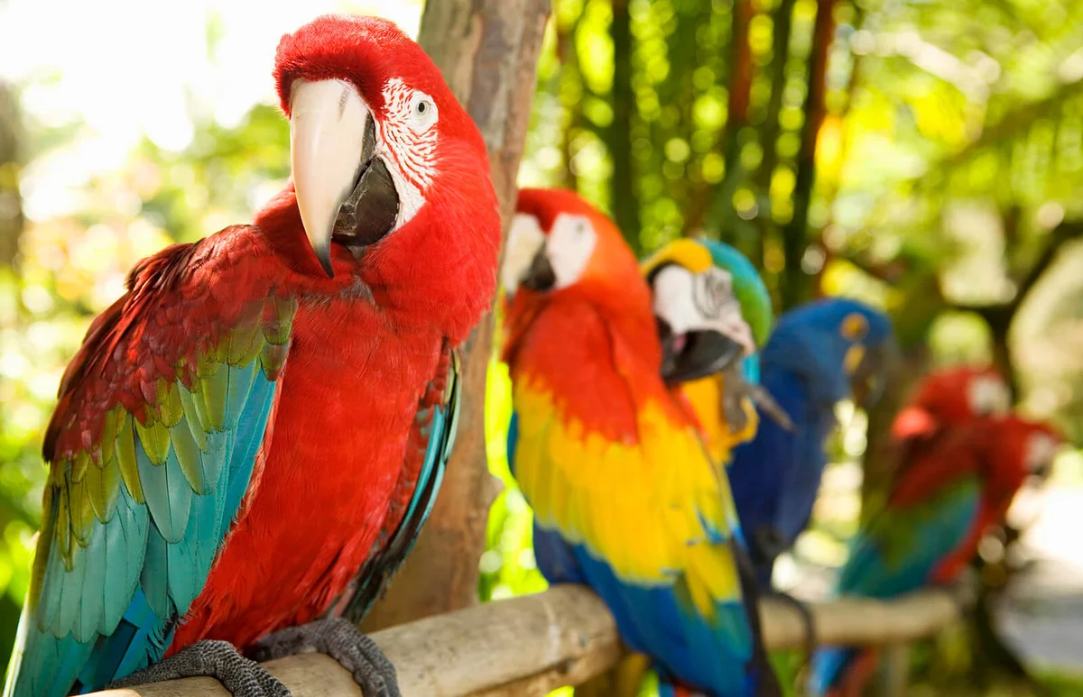 Parrots perched on branch in jungle