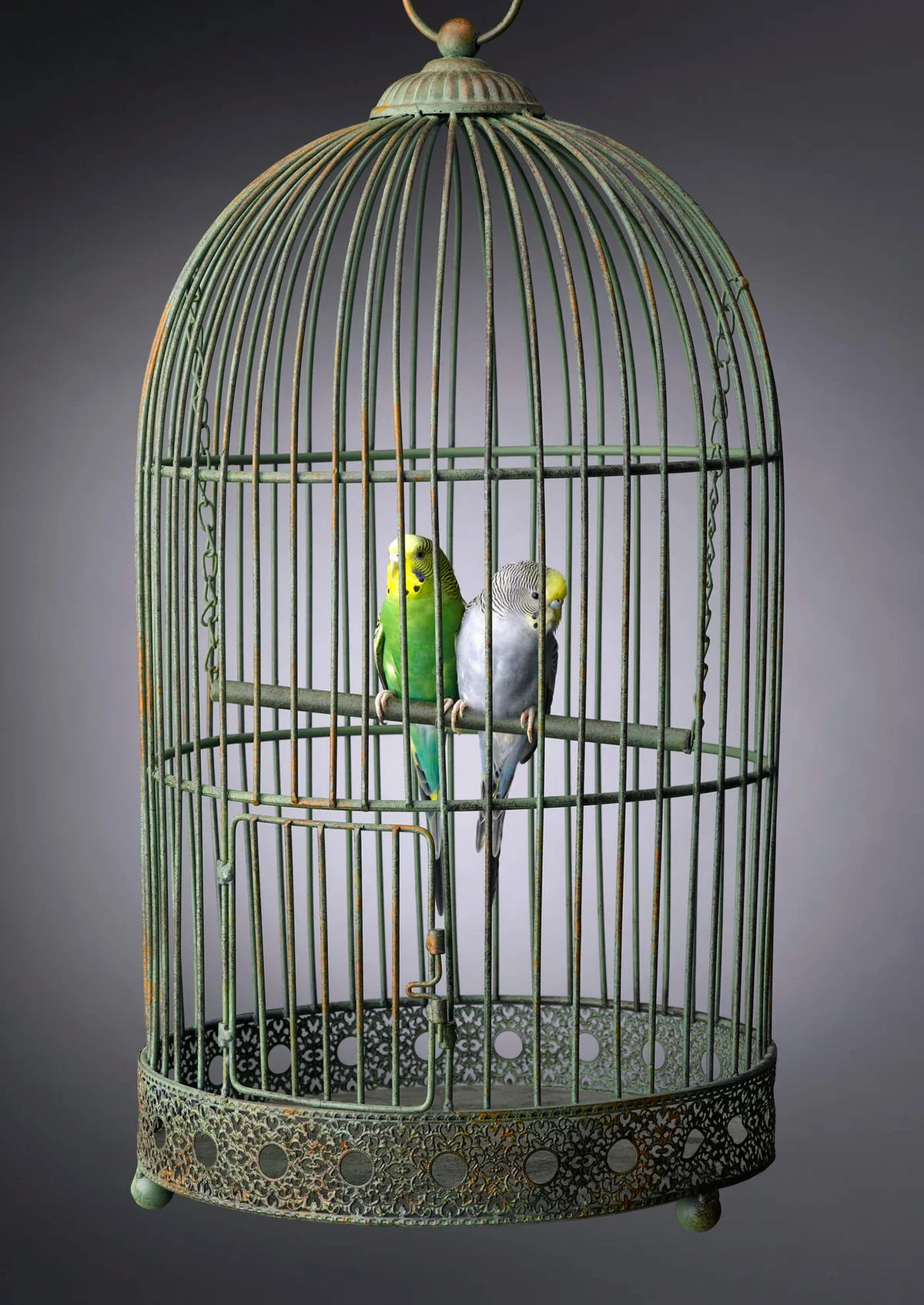 Parakeets in Cage