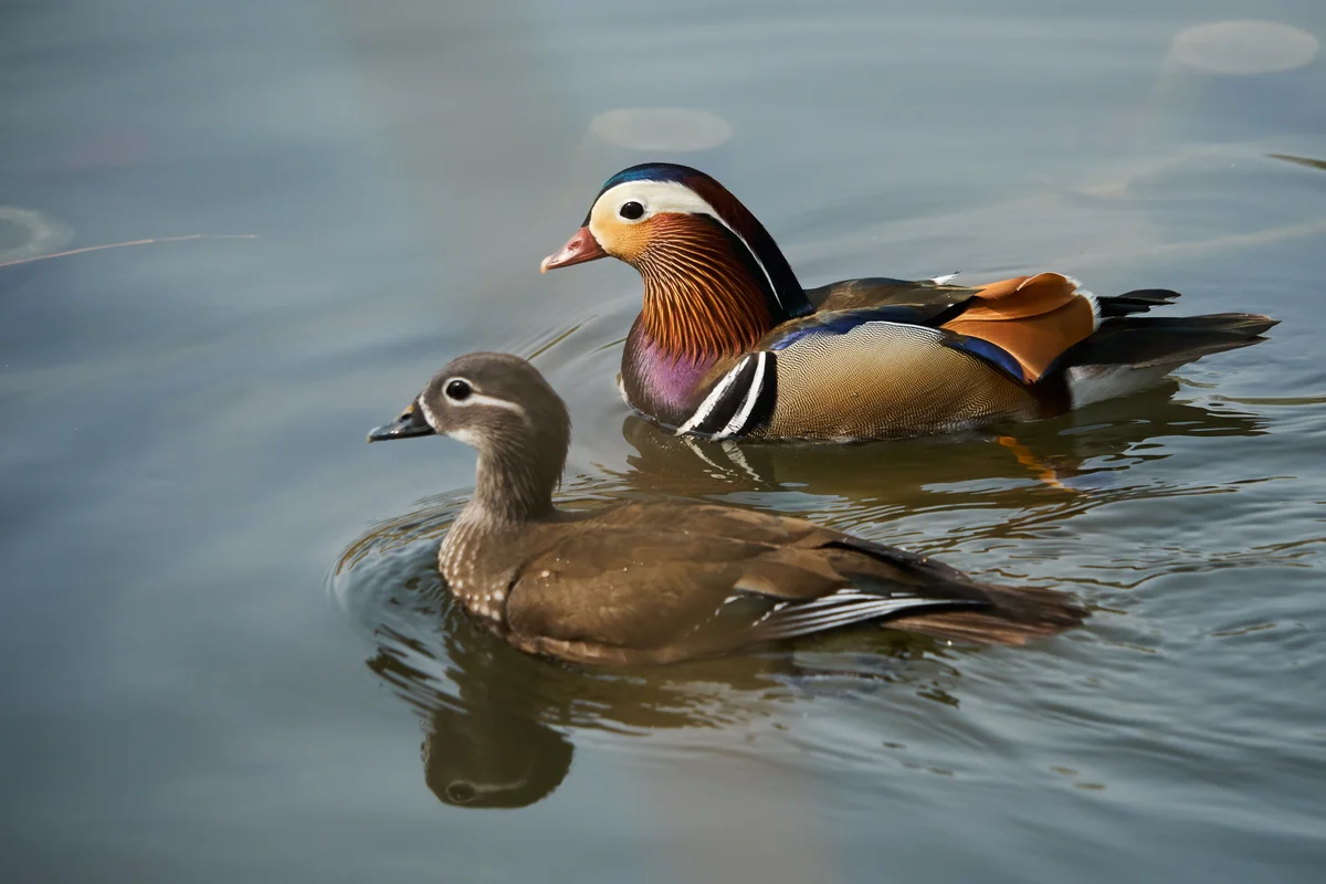 male and female Mandarin ducks