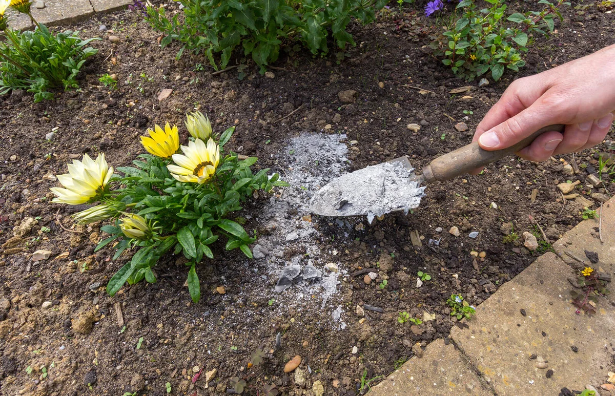 Gardener spreading ash to soil to act as a natural fertilizer