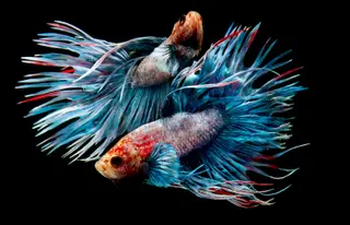 couple Betta fish (half moon) or Siamese fighting fish and contrast color