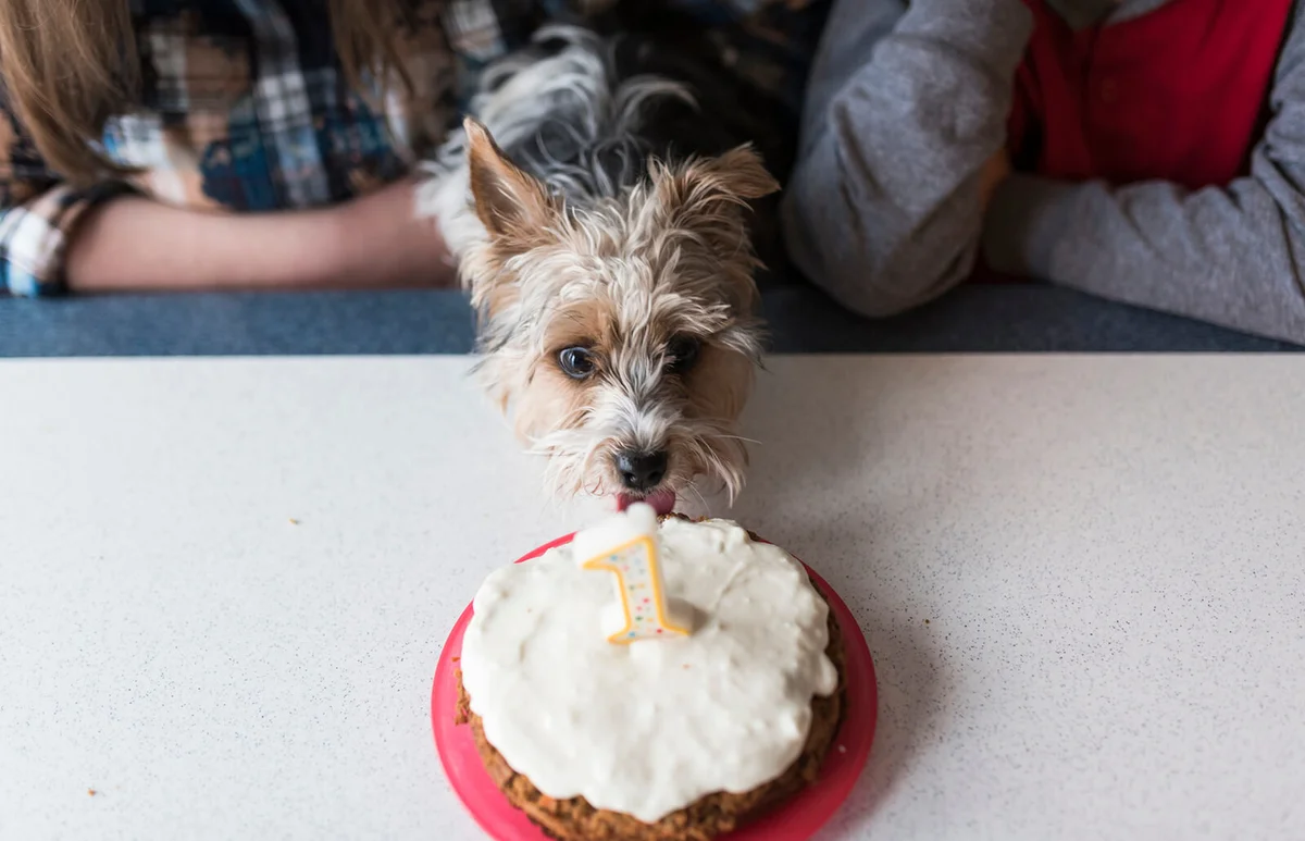 Midsection of siblings celebrating Yorkshire Terriers birthday at home