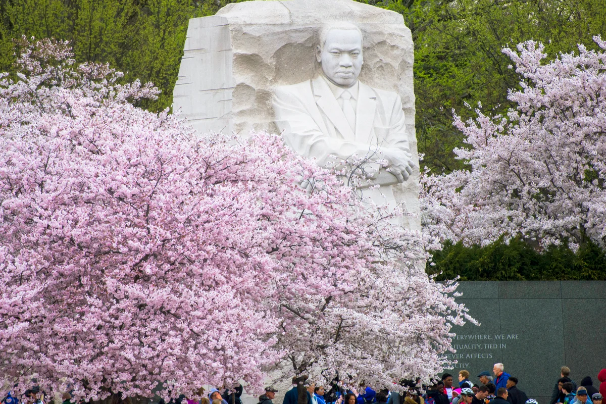 Cherry blossoms surround the Martin Luther King, Jr. Memorial