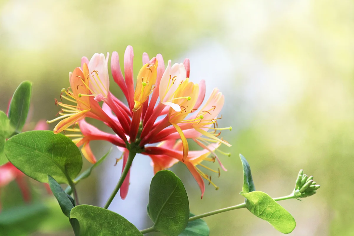 Honeysuckle flower