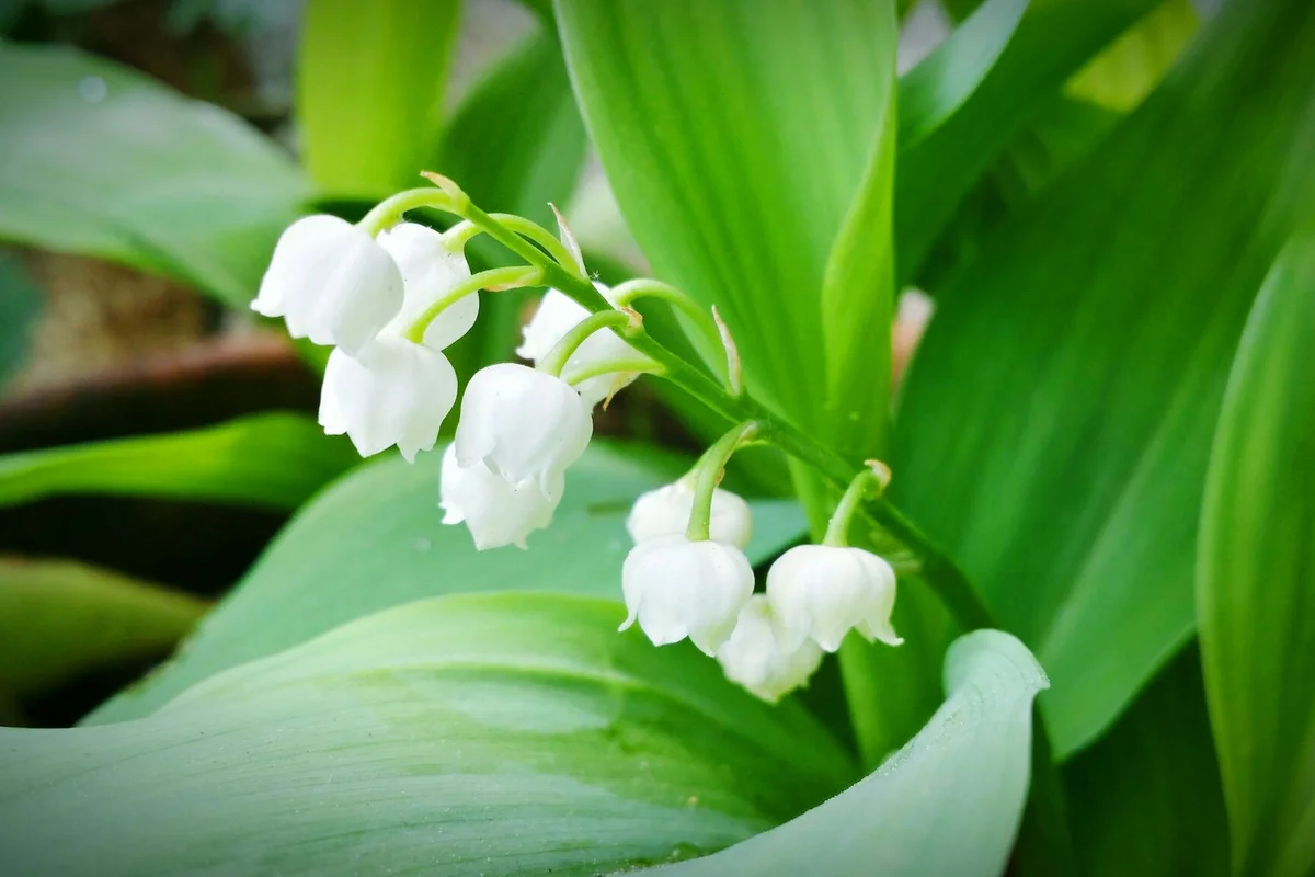 Lily Of The Valley Flowers