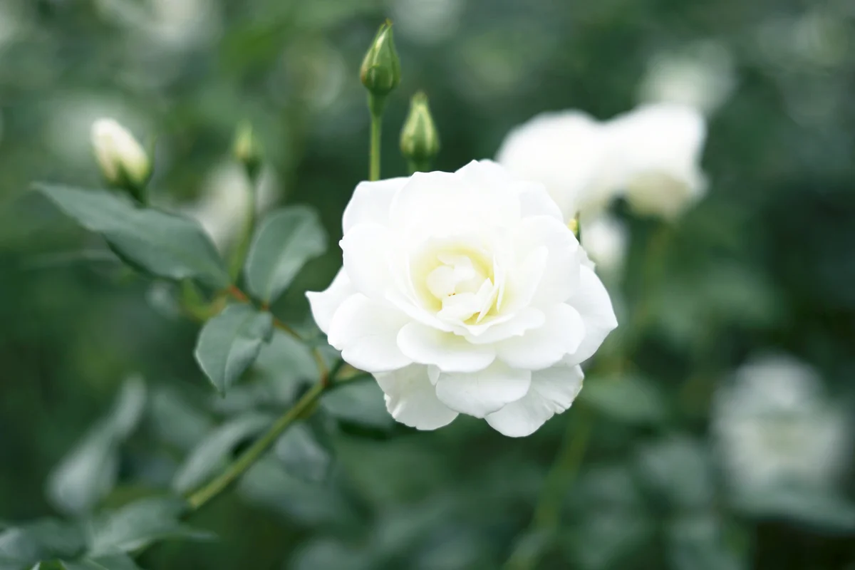 White Rosa Iceberg