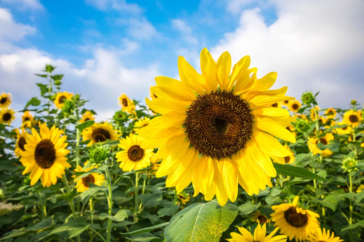 Sunflower Against Blue Sky