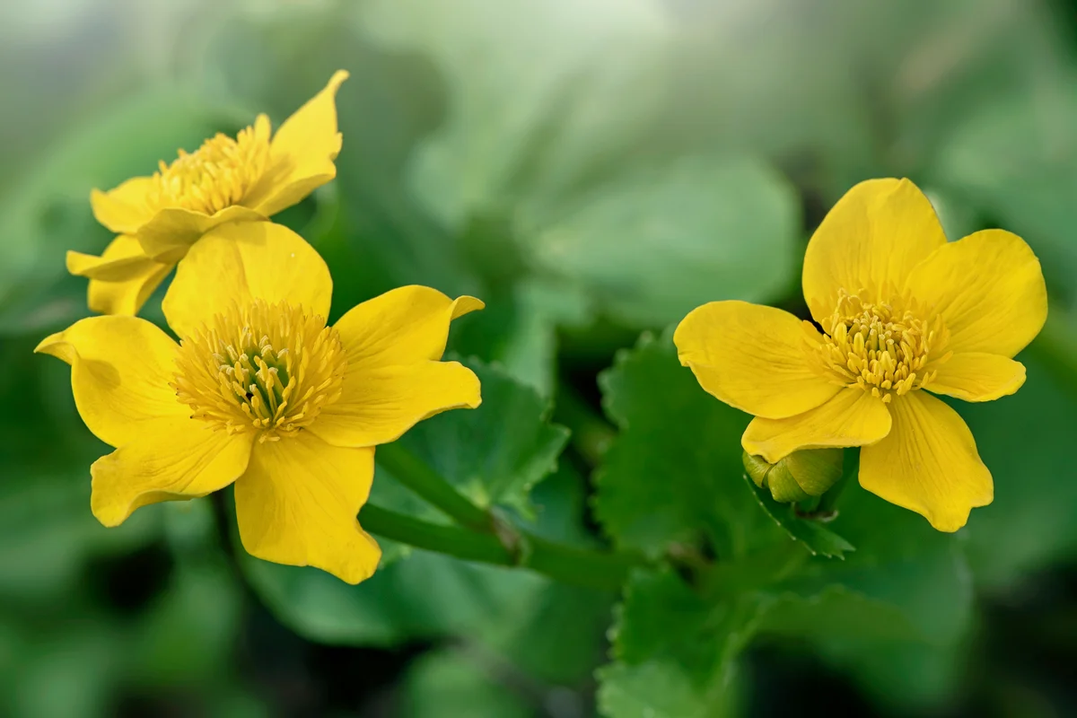 Buttercup-yellow flowers